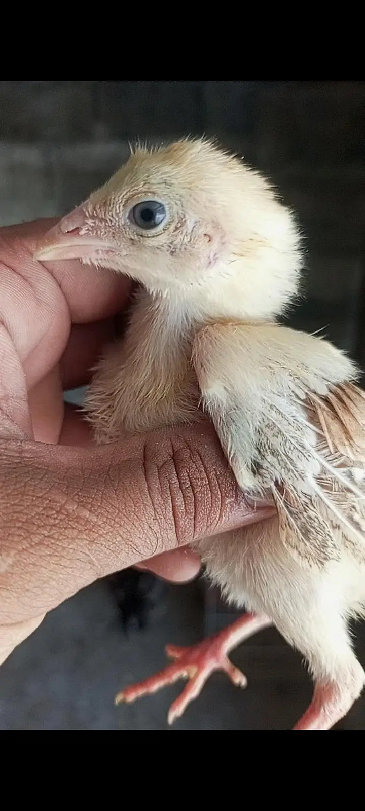 aseel chicks — photo 4