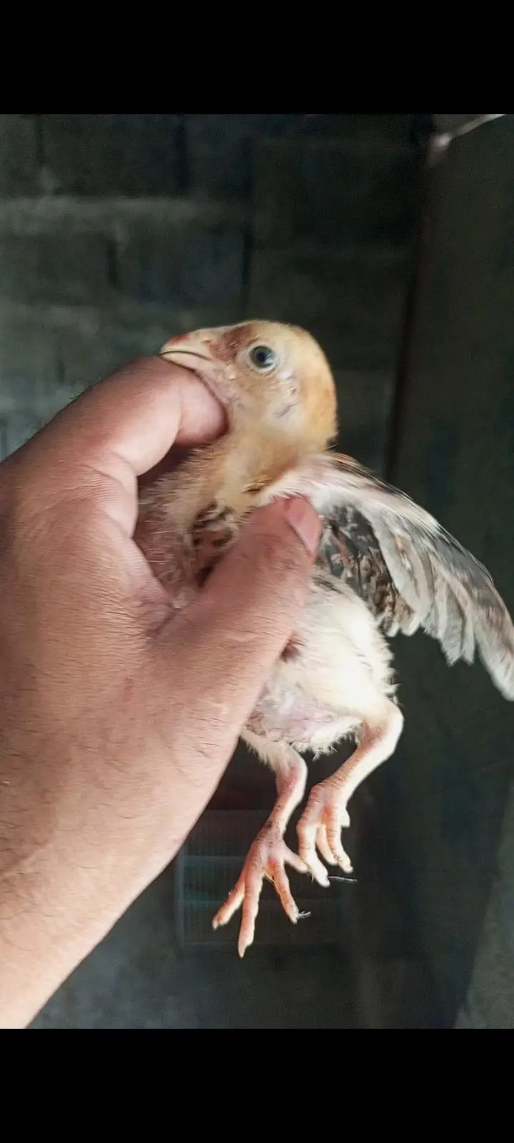 aseel chicks — photo 5