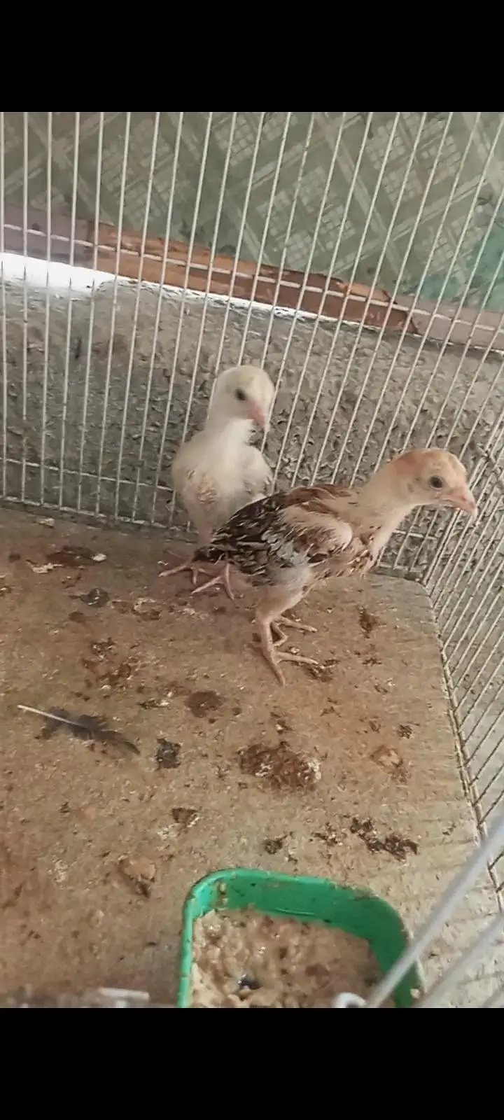 aseel chicks — photo 6
