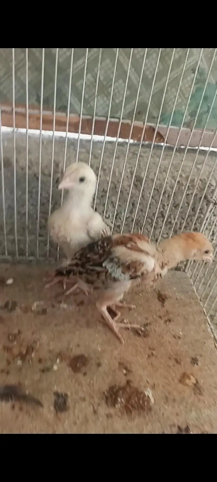aseel chicks — photo 7