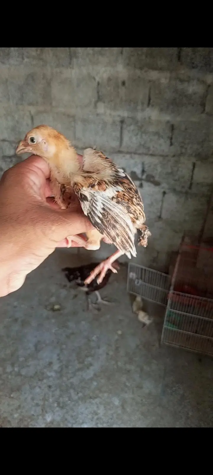 aseel chicks — photo 8