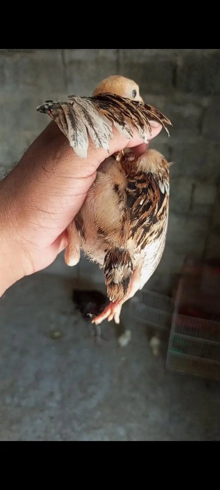 aseel chicks — photo 9