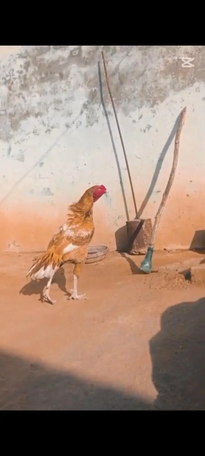 aseel chicks — photo 10