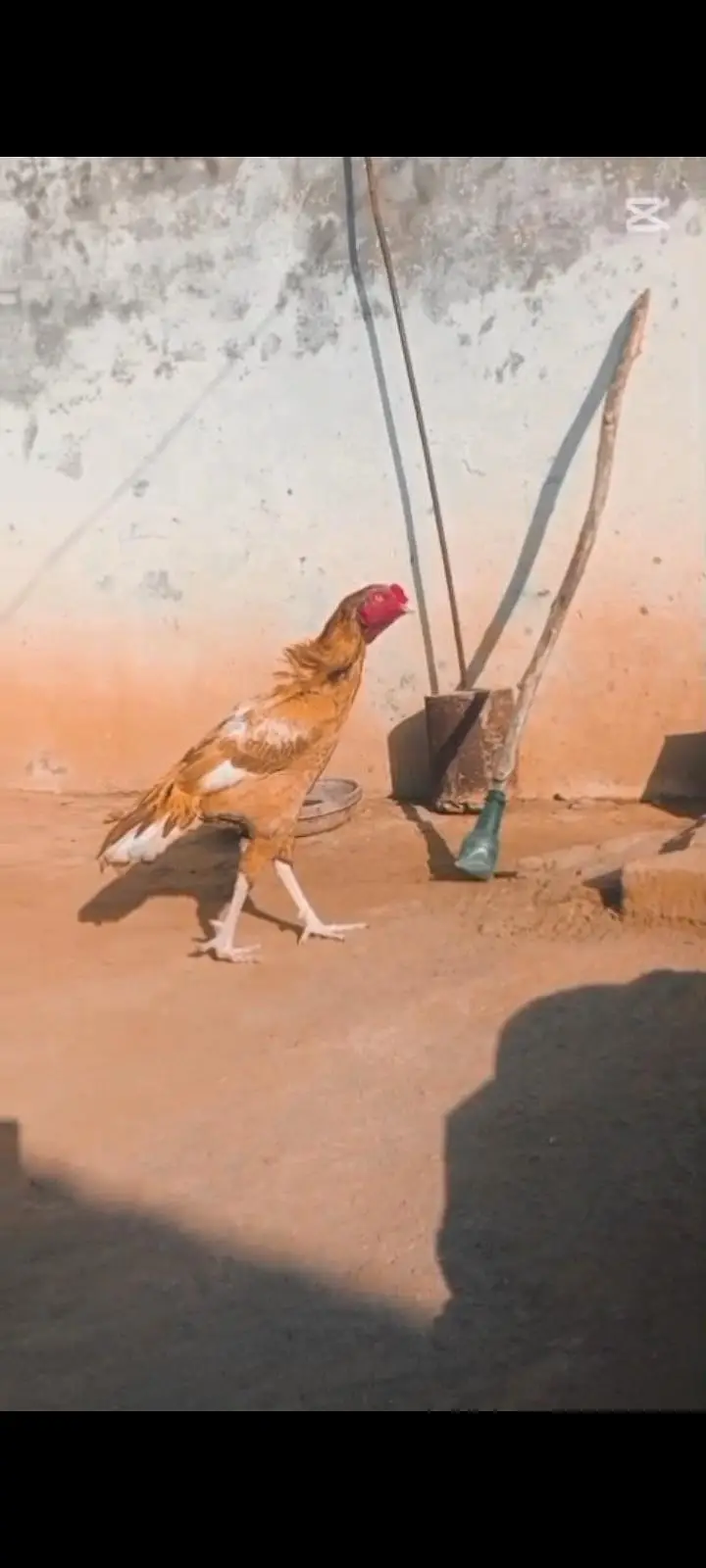 aseel chicks — photo 11