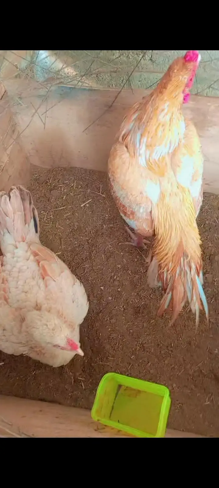 aseel chicks — photo 12