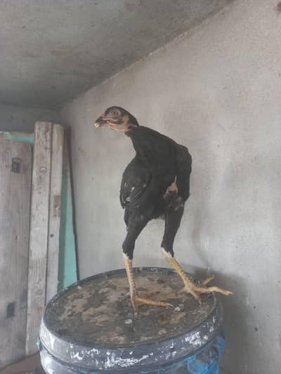 aseel lasani pathi for sale
