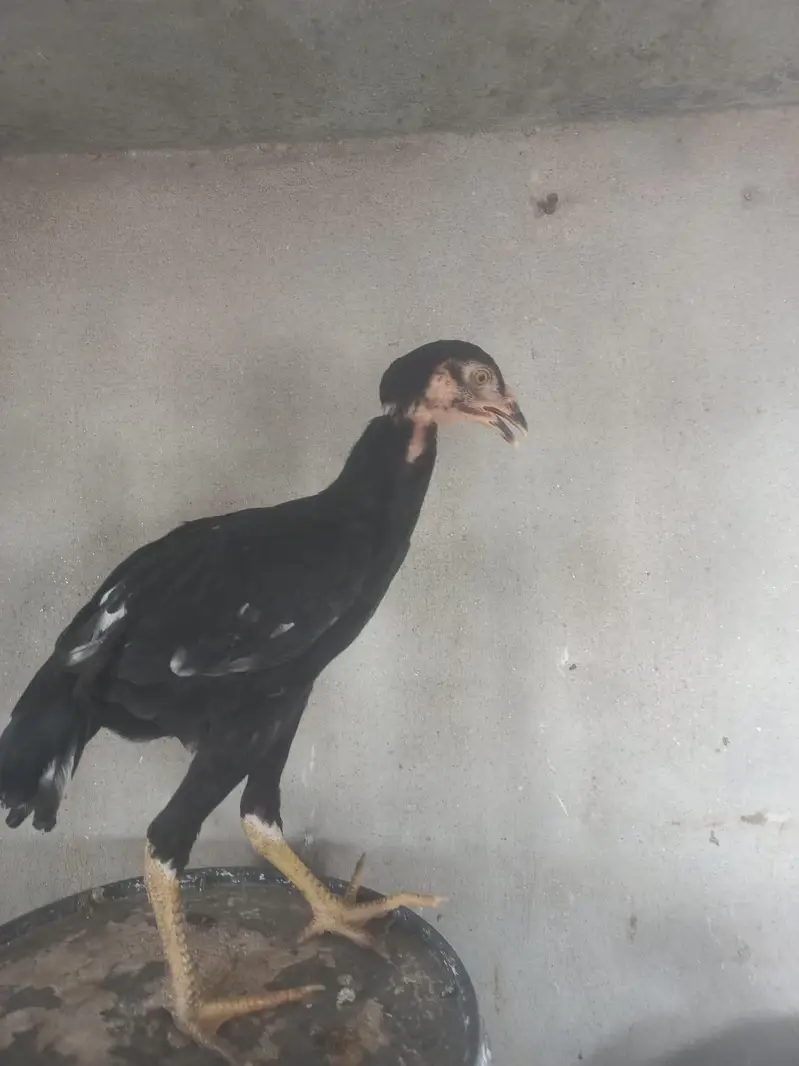 aseel lasani pathi for sale — photo 3