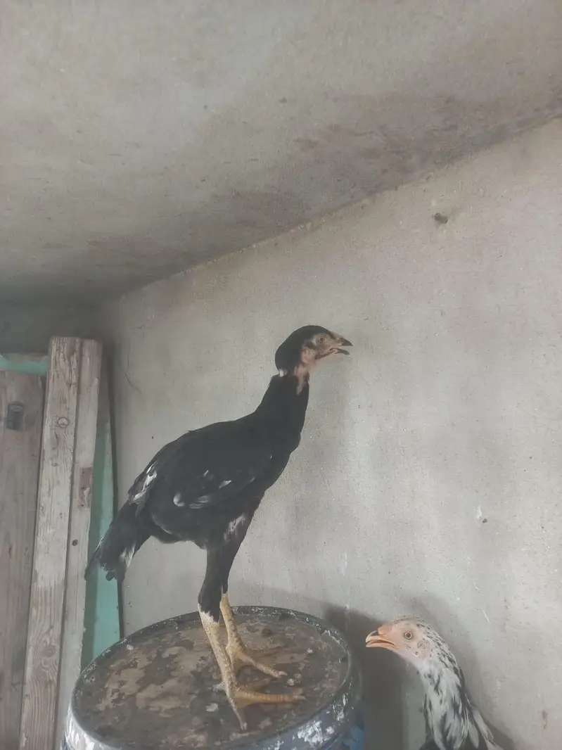 aseel lasani pathi for sale — photo 4