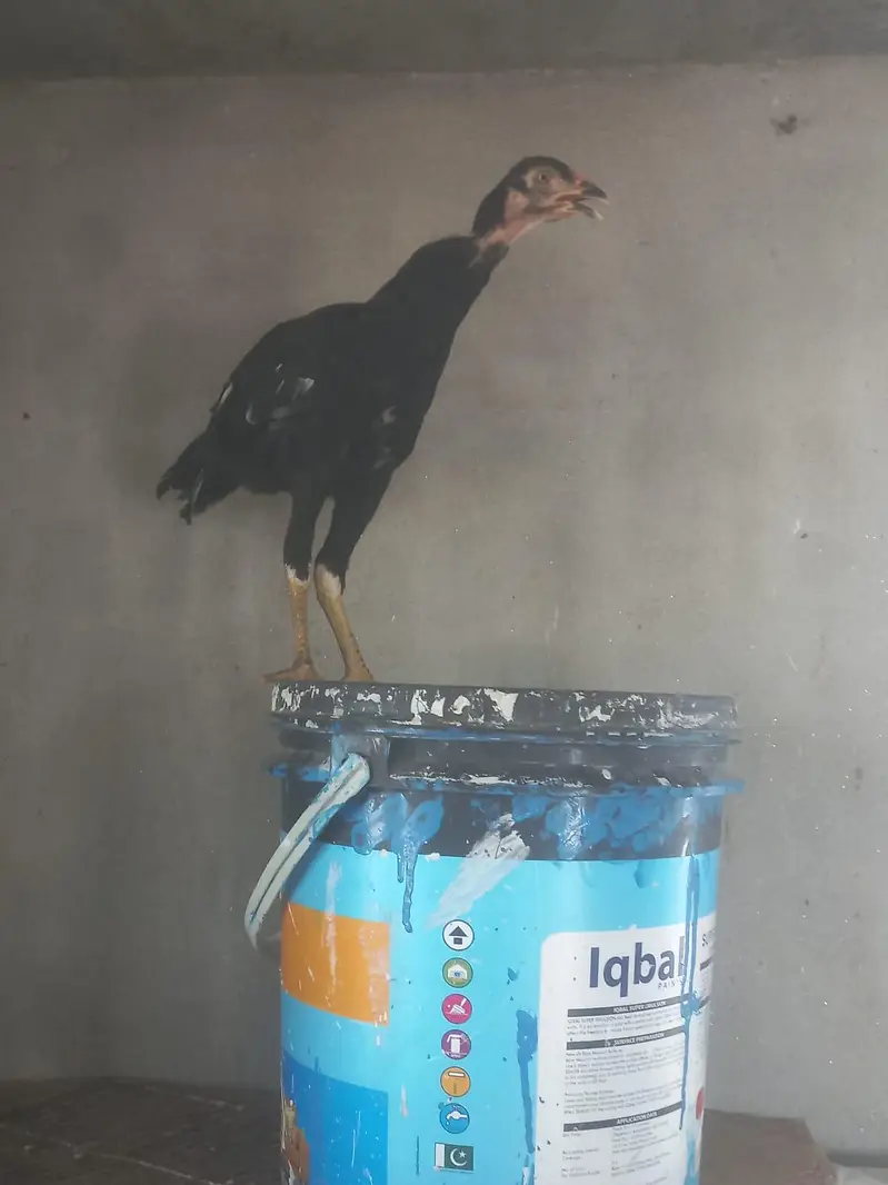 aseel lasani pathi for sale — photo 5