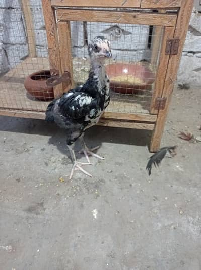 Thai aseel chick/Thai chooza