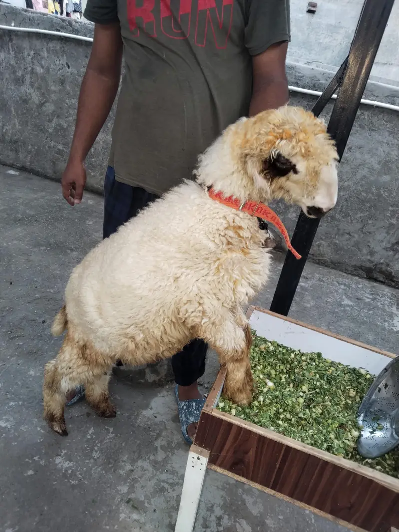 Mundra chatra age 3 month full charo — photo 2