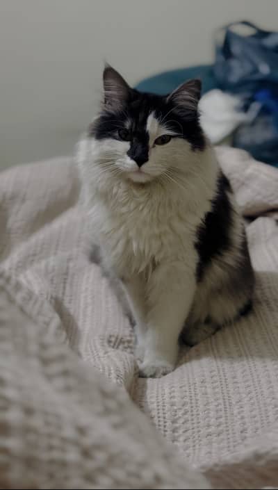Lost Cat (Reward if found)