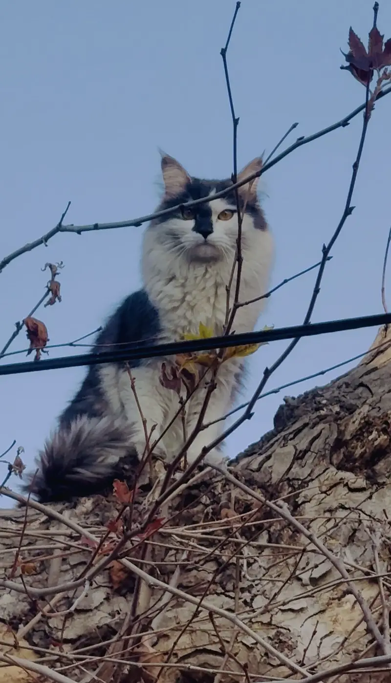 Lost Cat (Reward if found) — photo 2