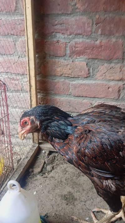 sindi aseel hen // sindi murgi