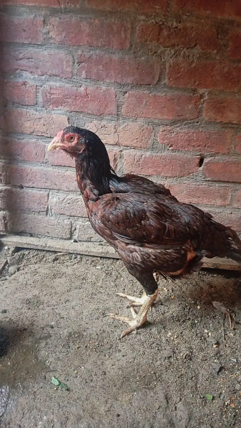 sindi aseel hen // sindi murgi — photo 2