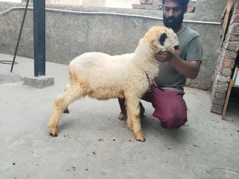 Mundra chatra age 3 month full charo — photo 5