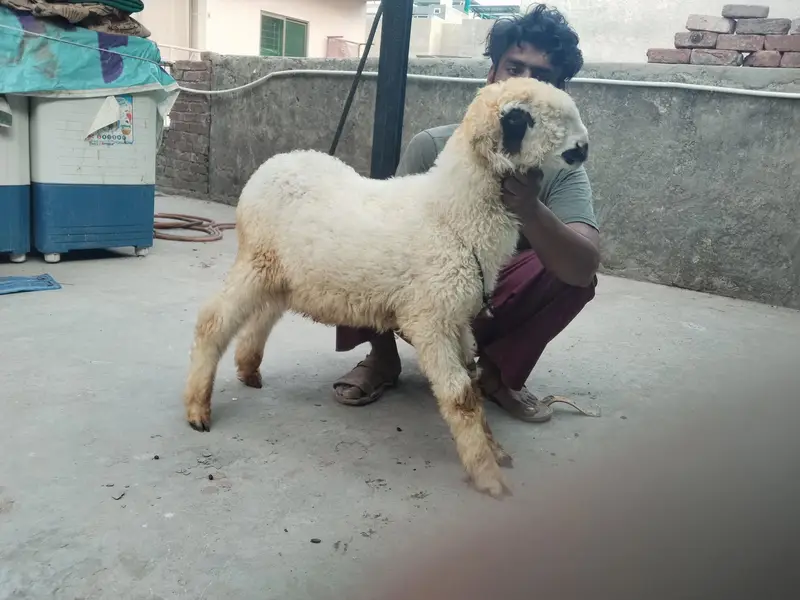 Mundra chatra age 3 month full charo — photo 6