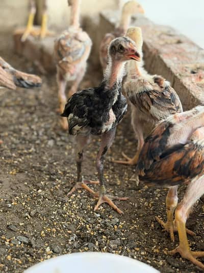 pure Aseel kamaliya breed chicks