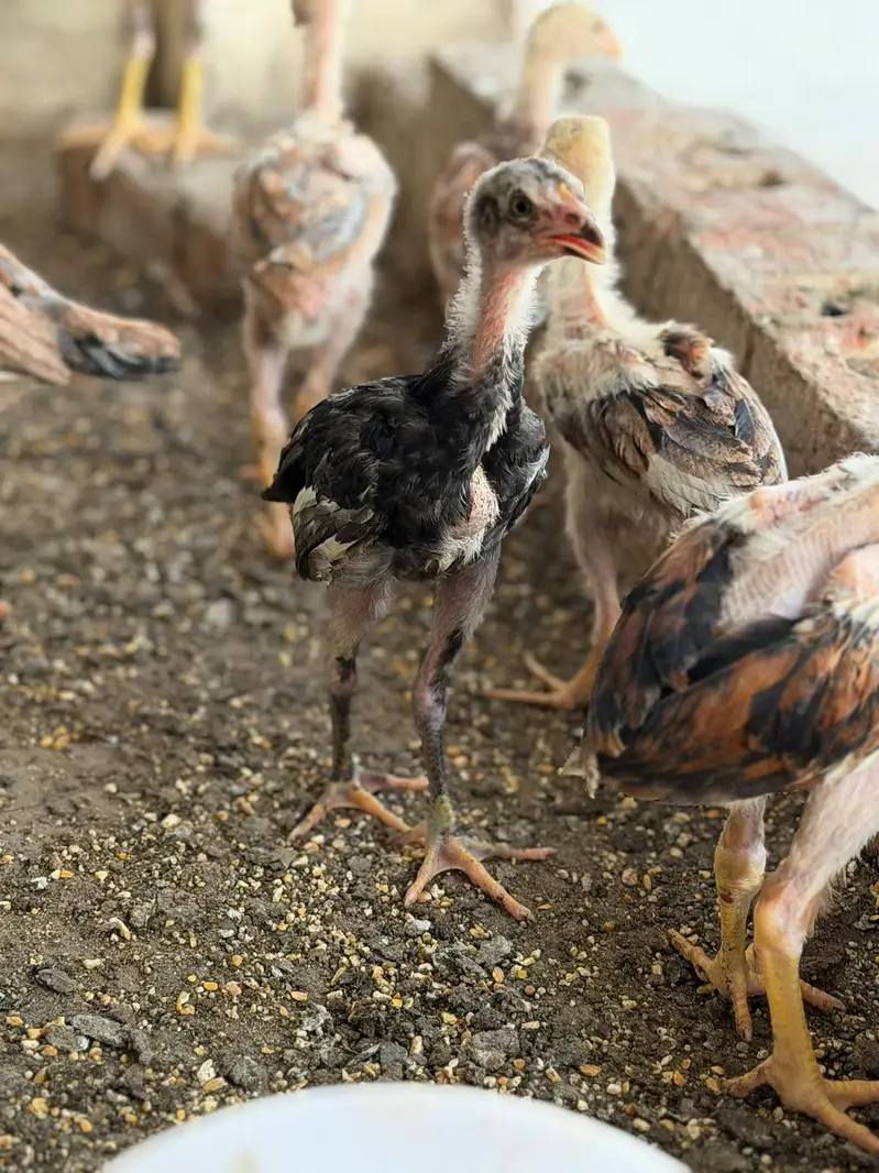 pure Aseel kamaliya breed chicks