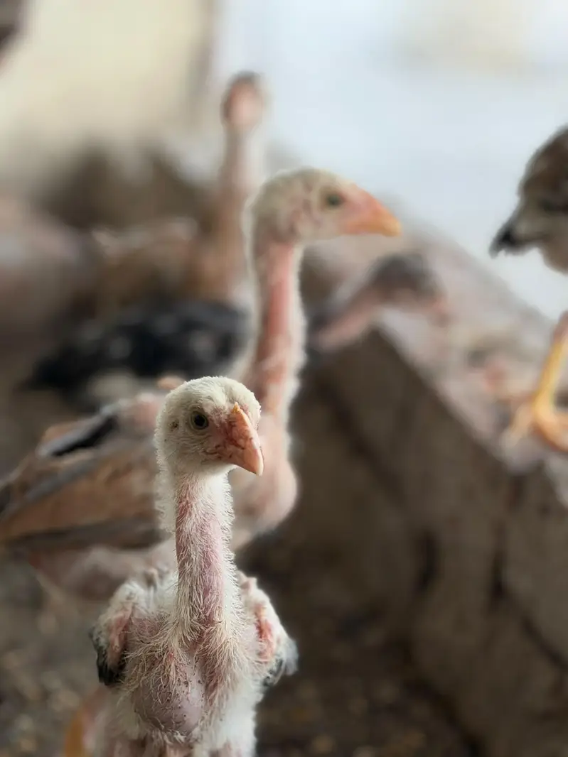 pure Aseel kamaliya breed chicks — photo 2