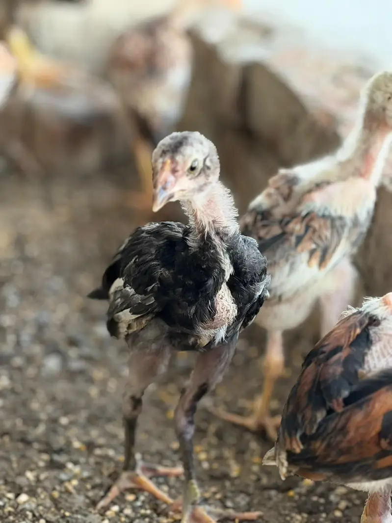pure Aseel kamaliya breed chicks — photo 3