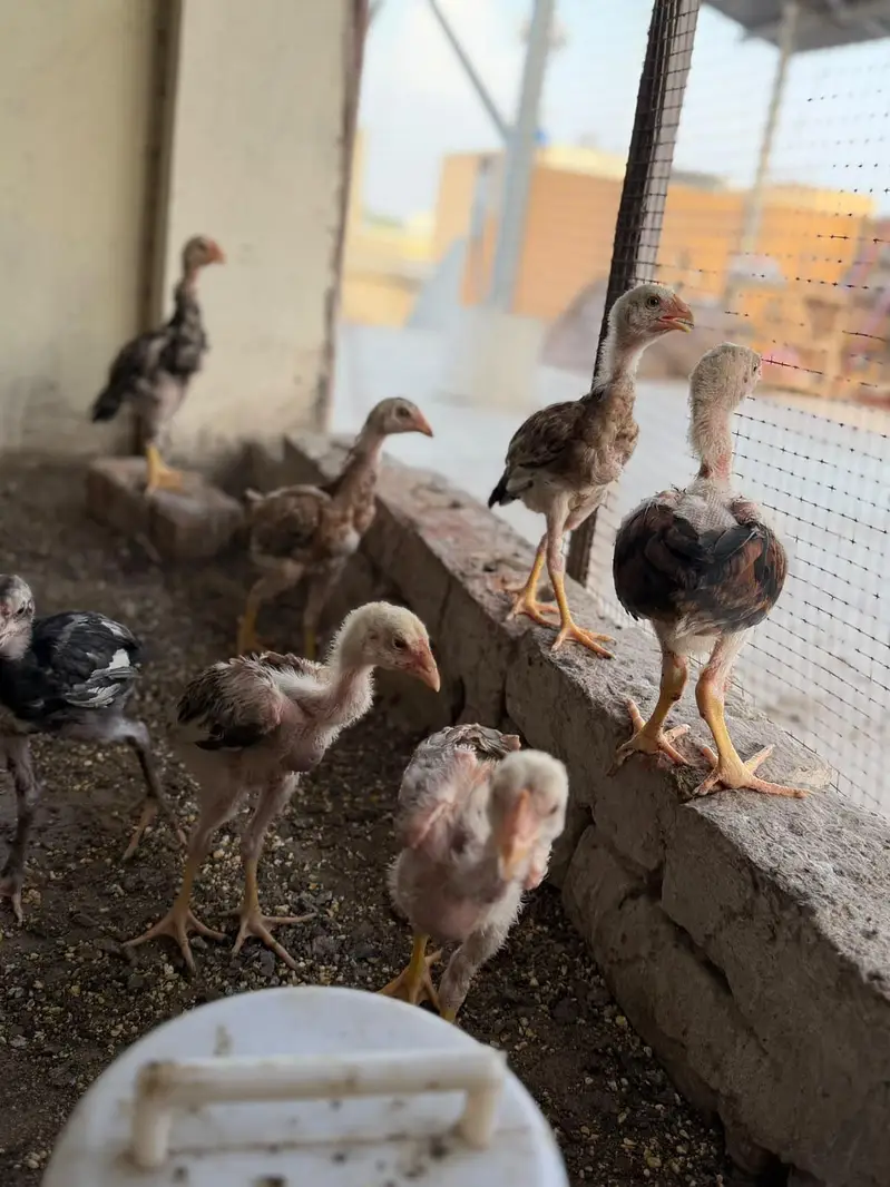 pure Aseel kamaliya breed chicks — photo 4