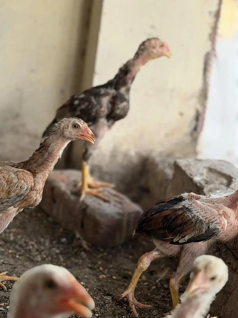 pure Aseel kamaliya breed chicks — photo 5