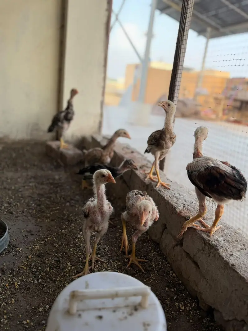 pure Aseel kamaliya breed chicks — photo 6
