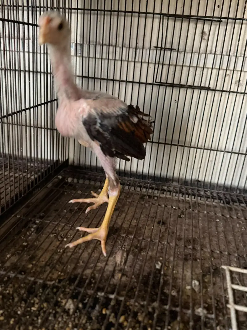 pure Aseel kamaliya breed chicks — photo 7
