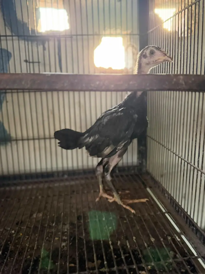 pure Aseel kamaliya breed chicks — photo 8