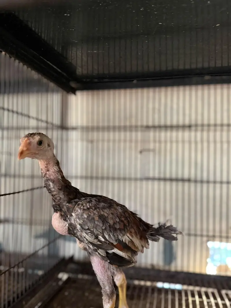 pure Aseel kamaliya breed chicks — photo 9