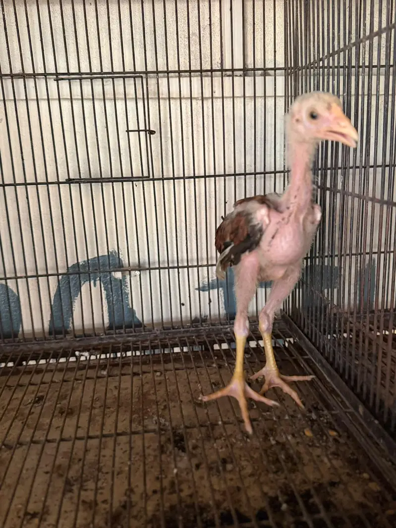 pure Aseel kamaliya breed chicks — photo 10