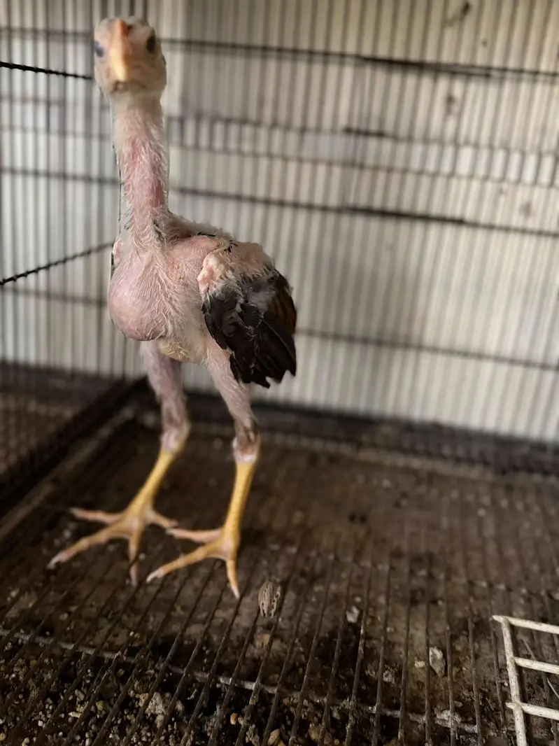 pure Aseel kamaliya breed chicks — photo 11