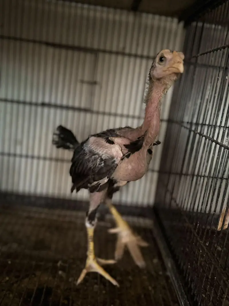 pure Aseel kamaliya breed chicks — photo 12
