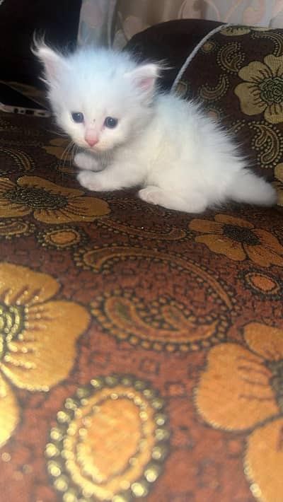 Persian Kitten
