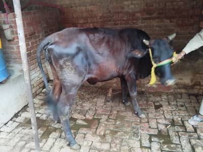 2 dant cow wachrri