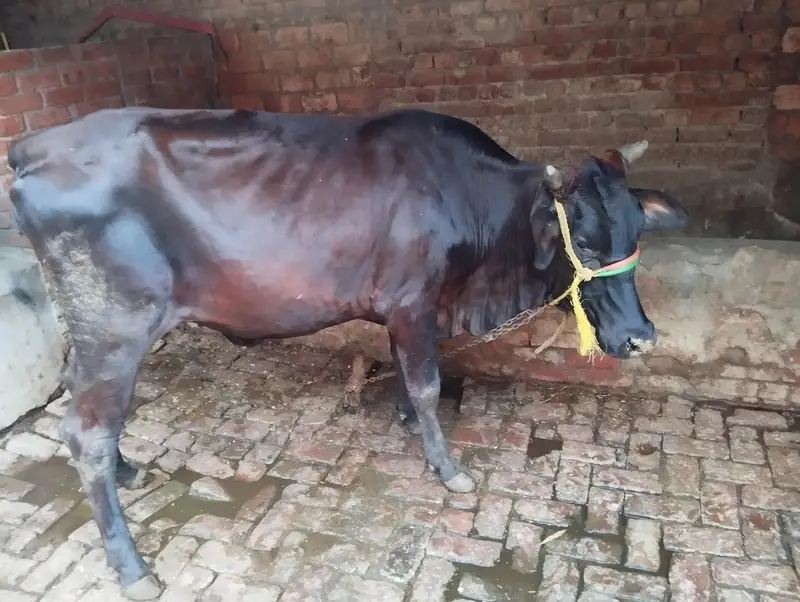 2 dant cow wachrri — photo 2