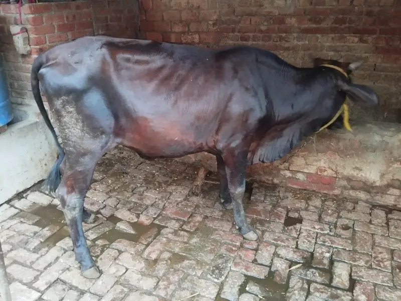 2 dant cow wachrri — photo 3