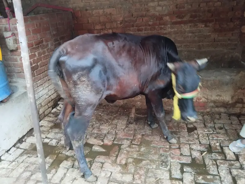 2 dant cow wachrri — photo 4