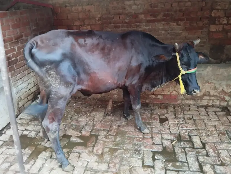 2 dant cow wachrri — photo 5