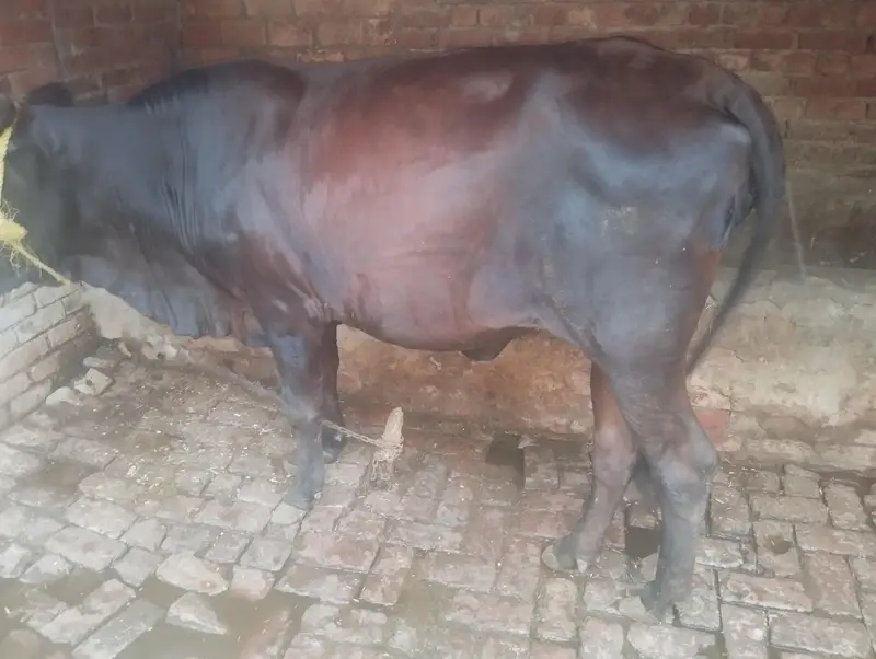 2 dant cow wachrri — photo 6