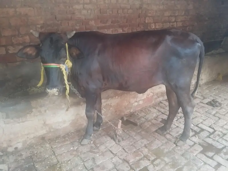 2 dant cow wachrri — photo 7