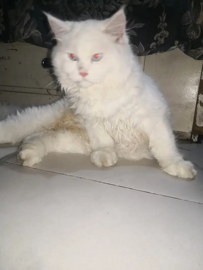 2 cats — photo 3