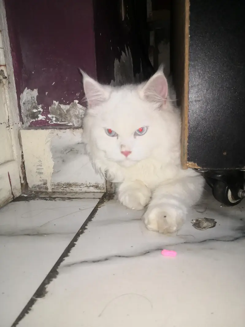 2 cats — photo 4