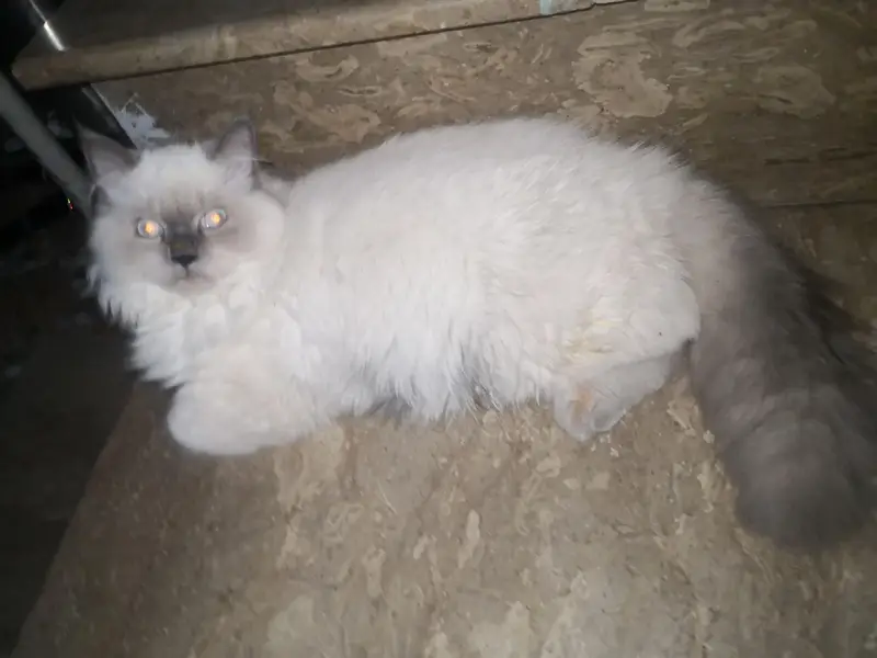 2 cats — photo 6