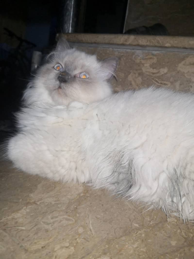 2 cats 6