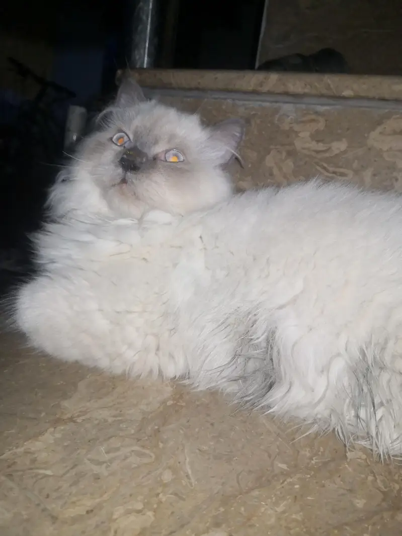 2 cats — photo 7