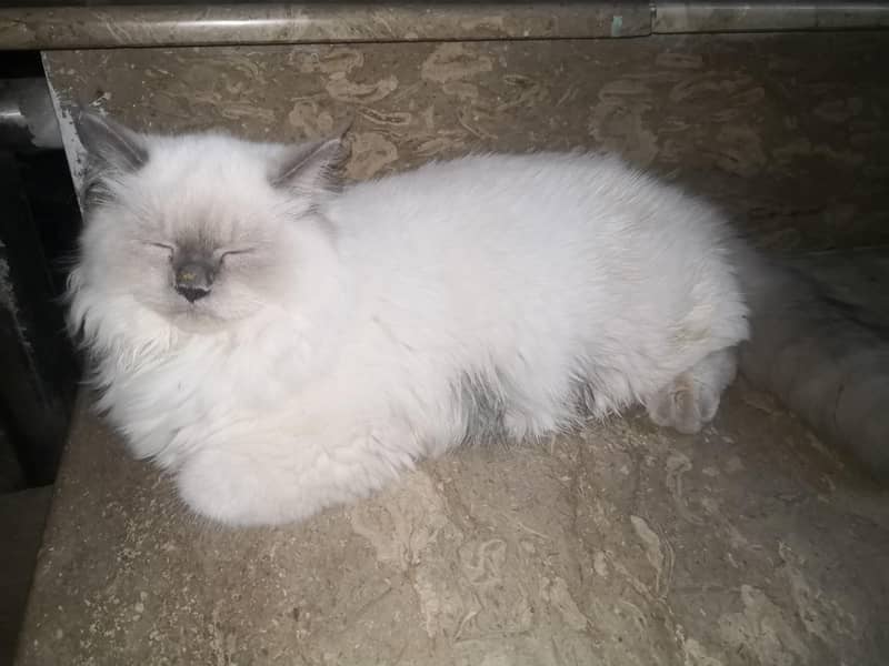 2 cats 8