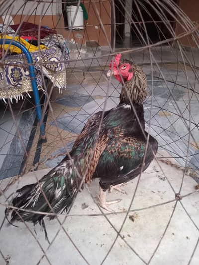 sawa aseel murga for sale
