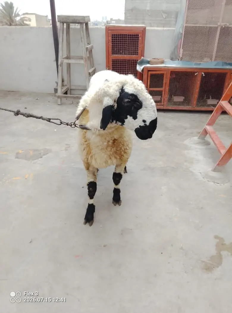 dumba for sale — photo 3